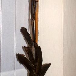 Cristo esplosivo